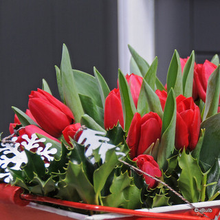 Tulip 'Kingsblood' - PACK of 6 bulbs