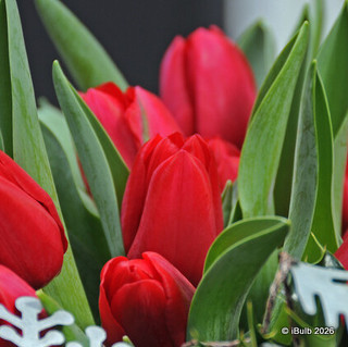 Tulip 'Kingsblood'