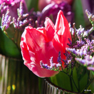 Tulip 'Mixed Parrot' - PACK of 4 bulbs