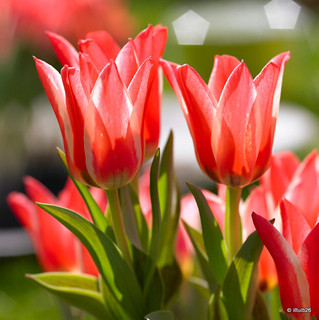 Tulip 'Pinocchio' - PACK of 8 bulbs