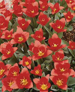 Tulip 'Red Riding Hood - PACK of 10 bulbs