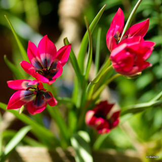 Tulip 'Little Beauty' - PACK of 11 bulbs