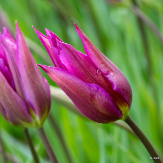 Tulip 'Purple Dream' - PACK of 5 bulbs