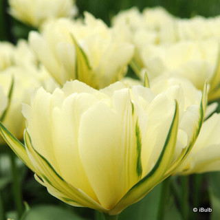 Tulip 'White Emperor' - PACK of 5 bulbs