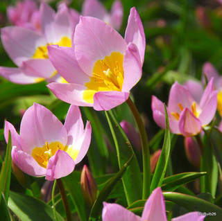 Tulip bakeri 'Lilac Wonder' - PACK of 13 bulbs
