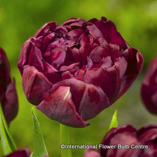 Tulip 'Uncle Tom' - PACK of 6 bulbs