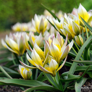 Tulip 'Turkestanica' - PACK of 16 bulbs