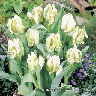 Tulip 'Super Parrot' - PACK of 7 bulbs