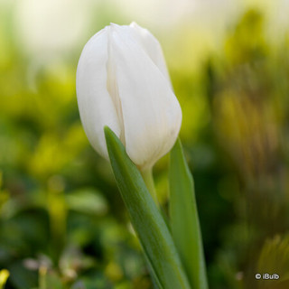 Tulip 'White Dream' - PACK of 7 bulbs