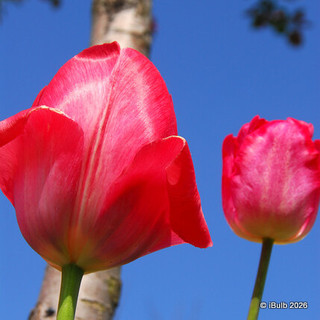 Tulip 'Van Eijk' bulbs