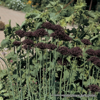 Allium 'Atropurpureum' - PACK of 4 Bulbs