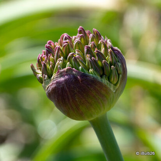 Allium 'Atropurpureum' - PACK of 4 Bulbs