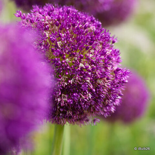 Allium 'Purple Sensation'