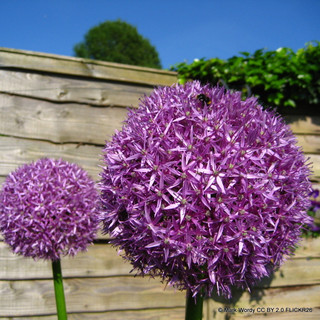Allium giganteum - PACK of 1 bulb