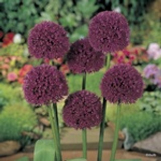 Allium ' Lucy Ball' BULK - 25 or 50 Bulbs