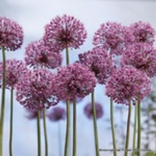 Allium 'Mars' BULK - 25 or 50 Bulbs