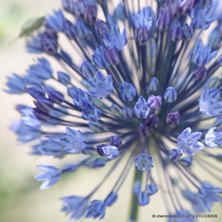 Allium azureum - PACK of 13 bulbs