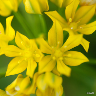 Allium 'Moly' - PACK of 26 bulbs