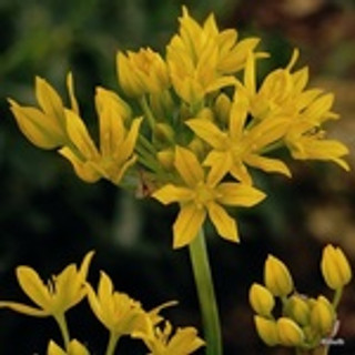 Allium 'Moly' BULK - 100 or 250 Bulbs