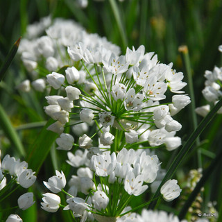 Allium 'Neopolitanum BULK - 100 or 250 Bulbs