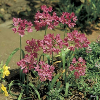 Allium 'Oreophilum' BULK - 100 or 250 Bulbs