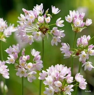 Allium roseum (Rosy Garlic) BULK - 100 or 250 Bulbs