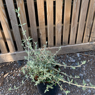 Teucrium fruticans 'Compactum' - 3ltr pot