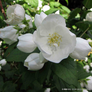 Malus 'Royalty' (Crabapple) POTTED