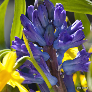 Hyacinth 'Delft Blue' - PACK of 3 bulbs