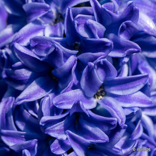 Prepared Hyacinth 'Delft Blue' - PACK of 3 bulbs