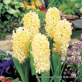 Hyacinth 'City of Haarlem' BULK - 25 or 50 bulbs