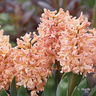 Hyacinth 'Gipsy Queen' - PACK of 3 bulbs