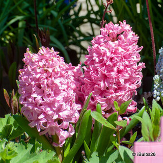 Hyacinth 'Pink Pearl' - PACK of 3 bulbs