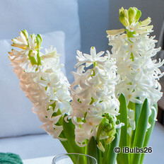 Prepared Hyacinth 'White Pearl' - PACK of 2 bulbs