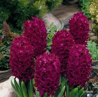 Hyacinth 'Woodstock' - PACK of 3 bulbs