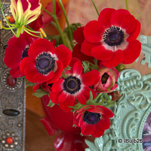 Anemone 'de caen Hollandia' - PACK of 20 bulbs