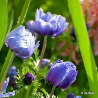 Anemone 'De Caen Mr Fokker' - PACK of 20 bulbs