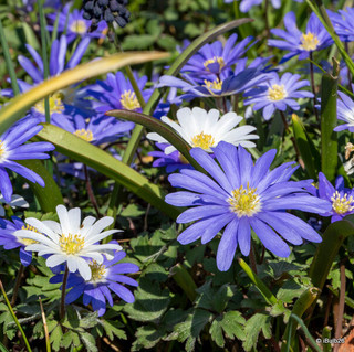 Anemone 'Blanda mixed' - PACK of 17 bulbs