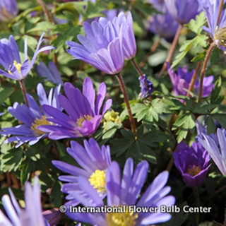 Anemone 'Blanda blue' BULK - 100 or 250 bulbs