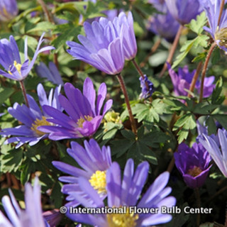 Anemone 'Blanda blue' - PACK of 20 bulbs