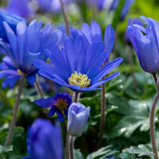 Anemone 'Blanda blue' - PACK of 20 bulbs
