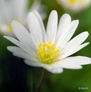 Anemone nemorosa (Wood Anemone) - PACK of 7 bulbs