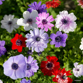 Anemone 'De Caen mixed' - PACK of 17 bulbs