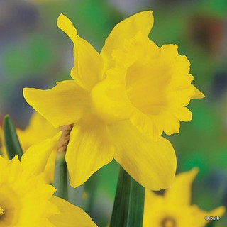 Yellow Trumpet Daffodil 'King Alfred' BULK 25kg
