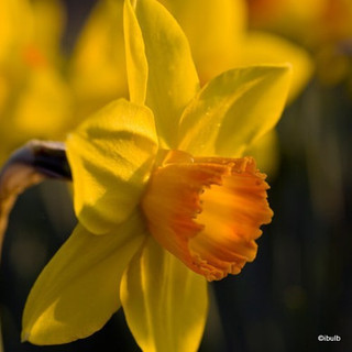 Large cup Narcissi 'Fortune' - 1.5kg