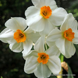 Tazetta Narcissi 'Geranium' BULK 20kg