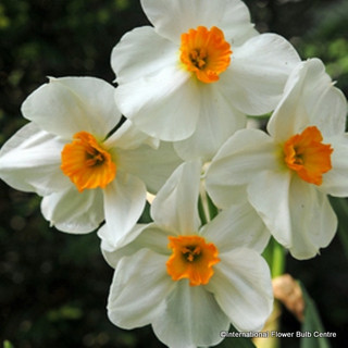 Tazetta Narcissi Geranium - 1.5kg