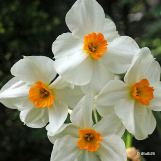 Tazetta Narcissi Geranium - 1.5kg