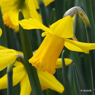 Species Narcissi 'February Gold' - PACK of 7 bulbs