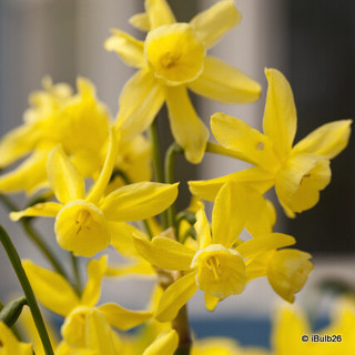 Species Narcissi 'Hawera' - PACK of 11 bulbs